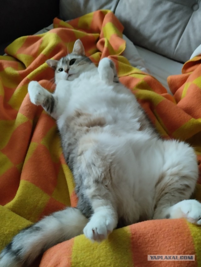 Котовторник наступил