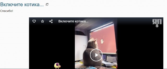 Включите котика...