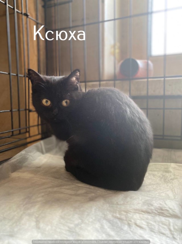 Жизнь домашнего приюта "Котоленд" 531
