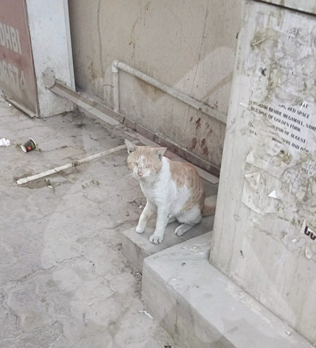 Большая красивая подборка фото уличных кошек