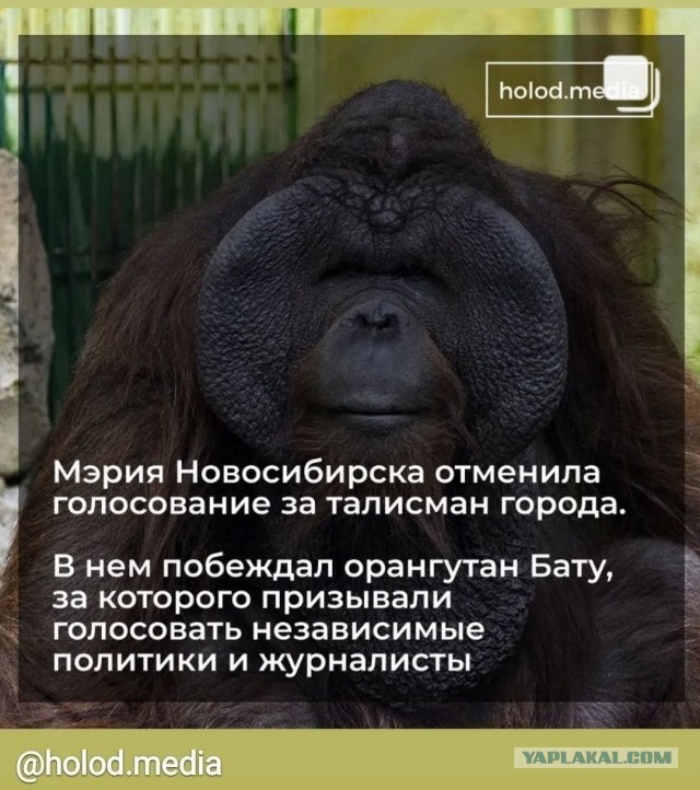 Прокуратура и РКН начали проверку баннеров в Новосибирске в честь 9 Мая, на которых изображена обезьяна