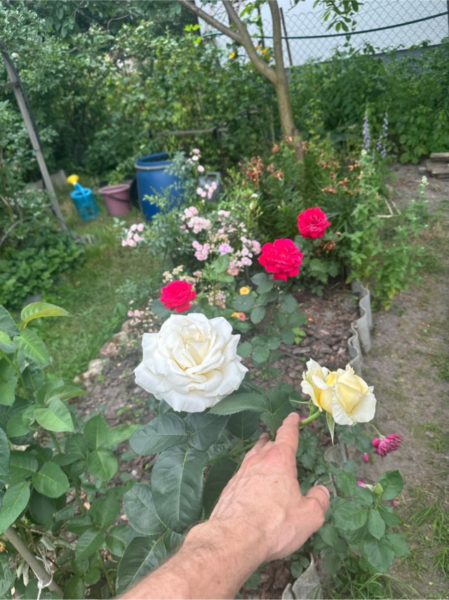 Расцвели розы