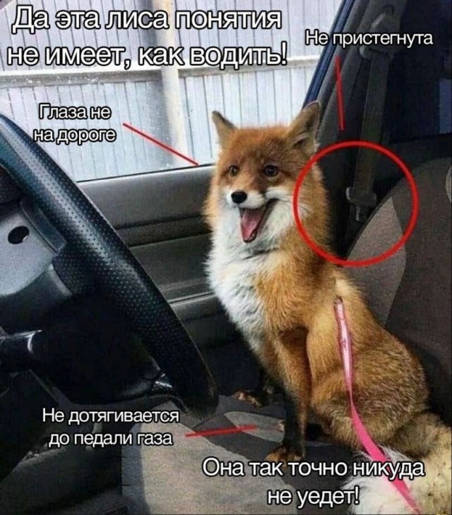 Картиночки, баянчики 01 августа