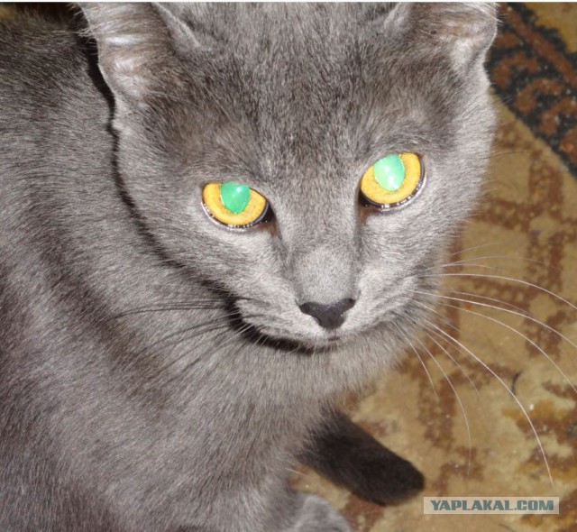 Котовторник 04.03.2014