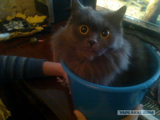 Котовторник  08.07.2014