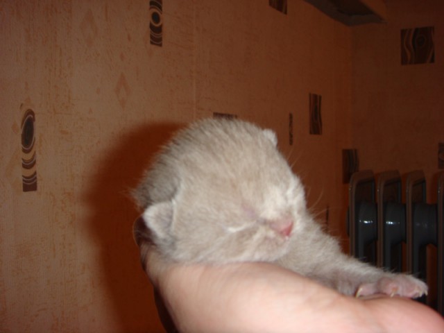 Котовторник 15.07.2014.
