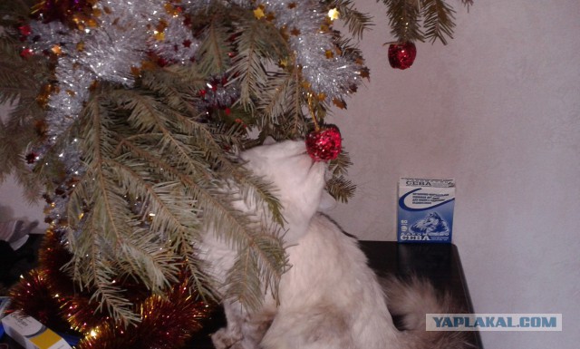Котовторник