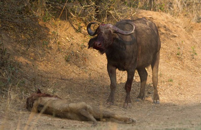 Смертельная схватка буйволицы и льва