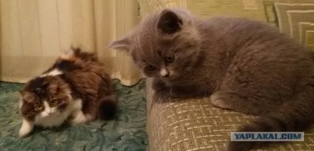 Котовторник 07 04 2015