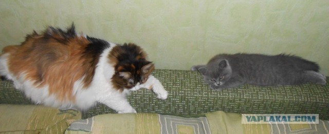 25 кошек, которые спят где угодно