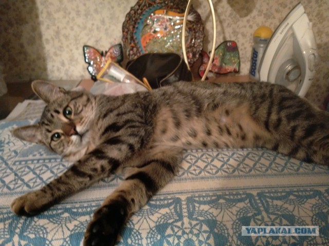 Котовторник 7.07.2015