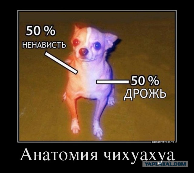 25 самых опасных пород собак