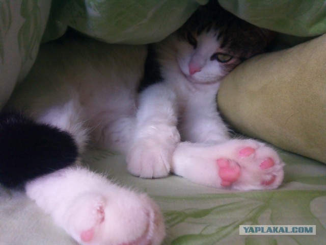 Котовторник