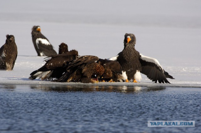 Медведи Камчатки