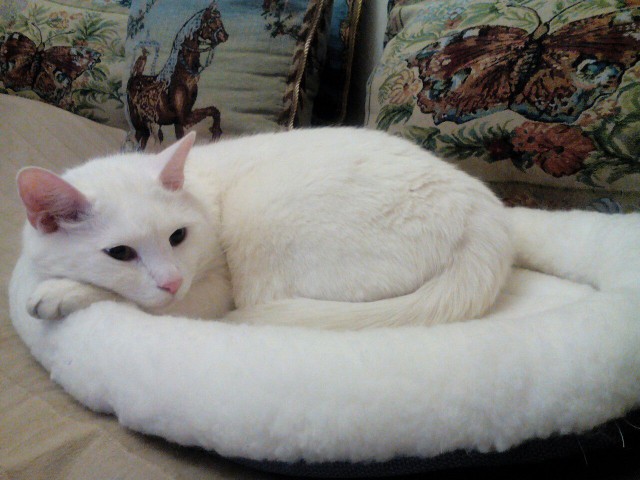 Купил лежанку для кота