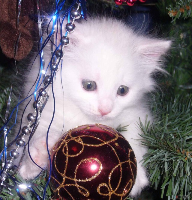 Коты, кошки, котята