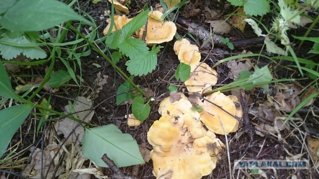 Сморчки, весенняя тихая охота!