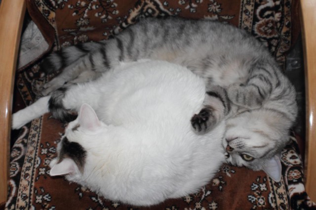 Котовторник 12.07.2016