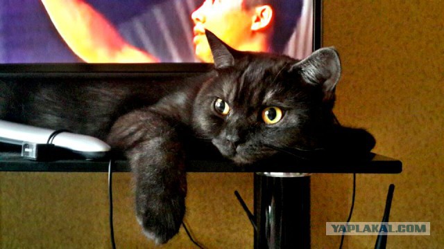 Котовторник 09.08.2016