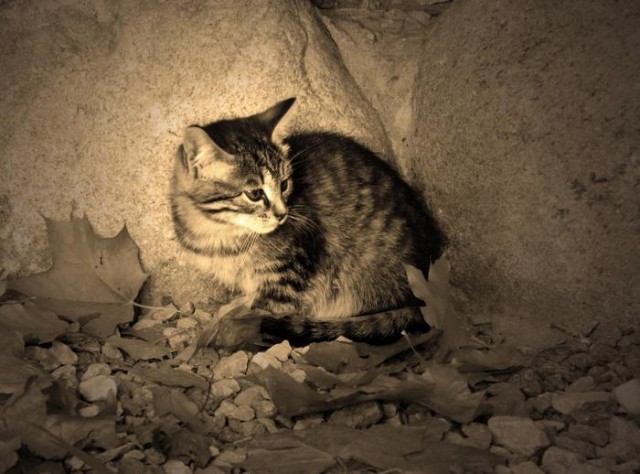 Котовторник на ЯПе (29.01)