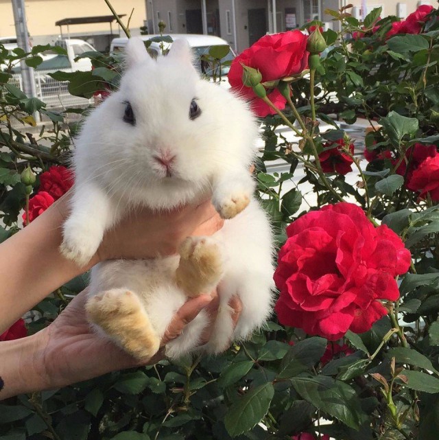Прикольные животные