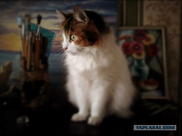 Котовторник 01.11.2016 г.