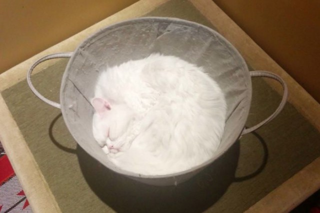 Коты из сети