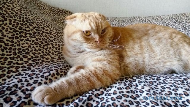 Котовторник 14.03.2017