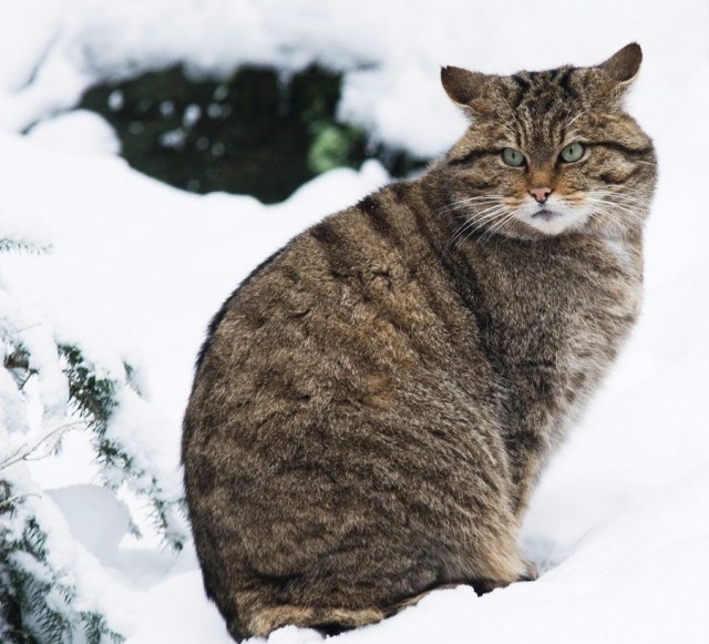 Европейский дикий кот