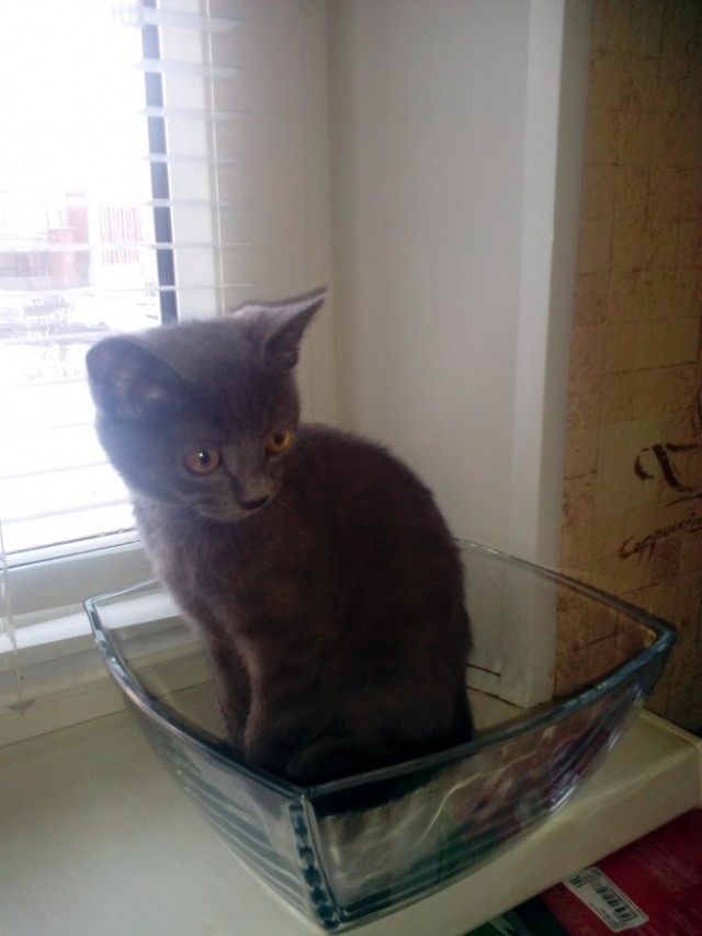 Котовторник 07.11.2017