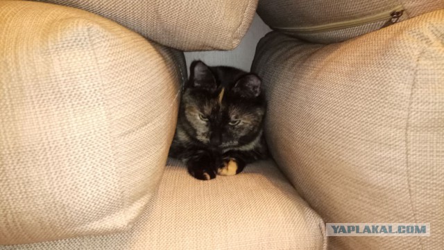 Котовторник