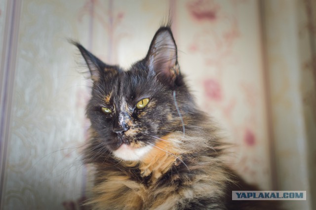 Котовторник 28.11.2017