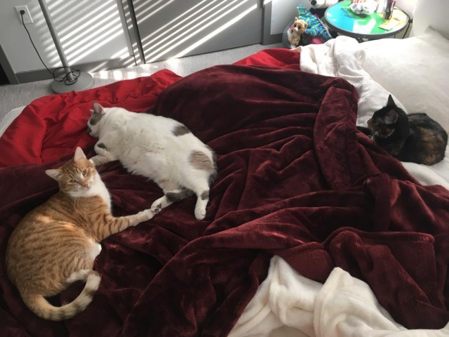 Котовторник 20.03.2018