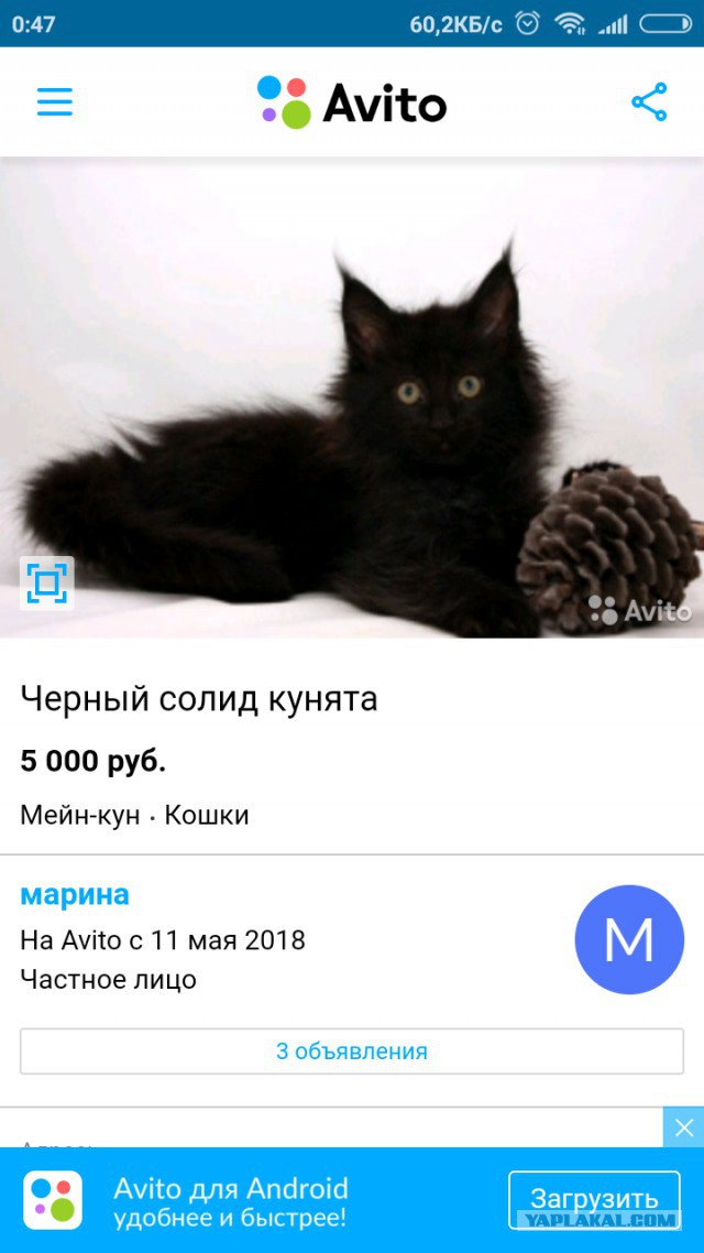 Кошачья мафия победит?