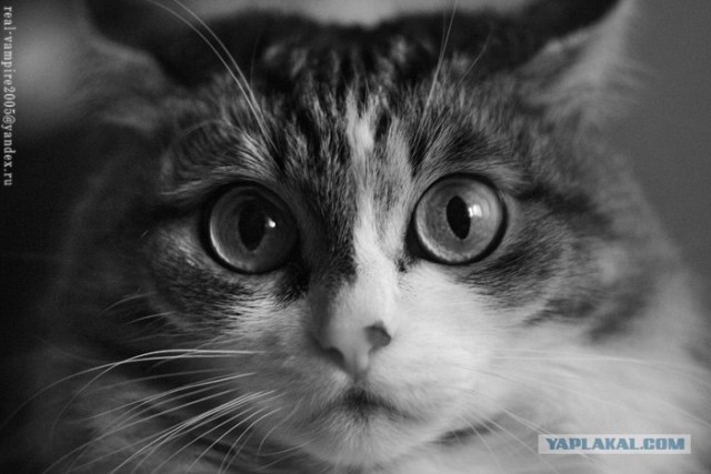 Котовторник на ЯПлакалъ