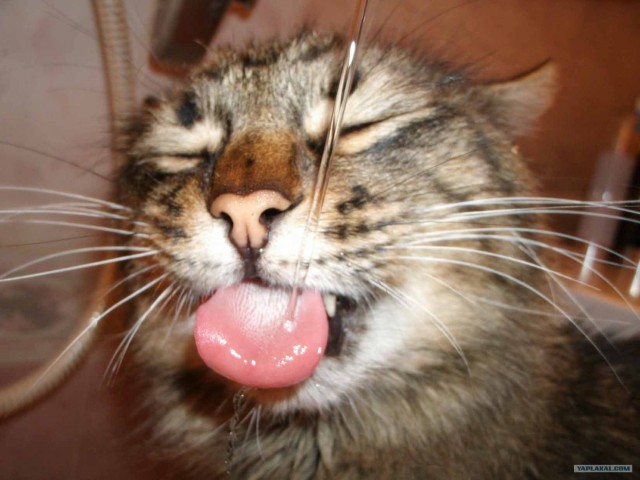 Котовторник на 1-е июня