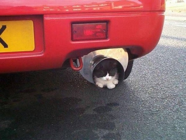 Котовторник!