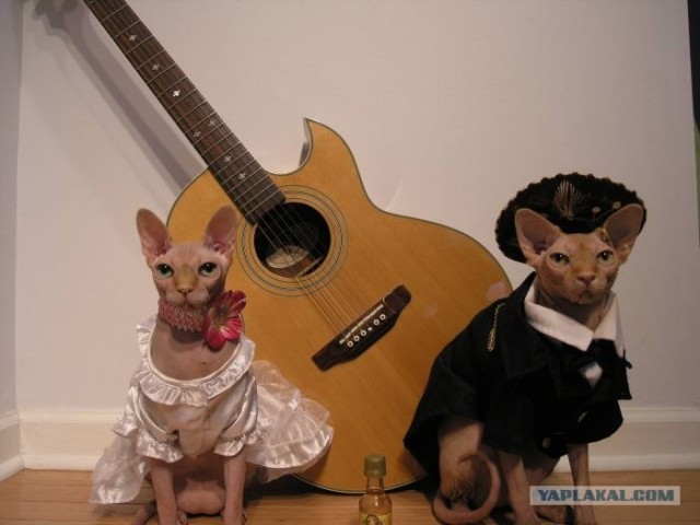 Котовторник 06.09.11