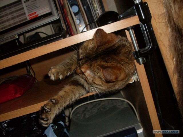 Котовторник 13.12.11 - магическе числа
