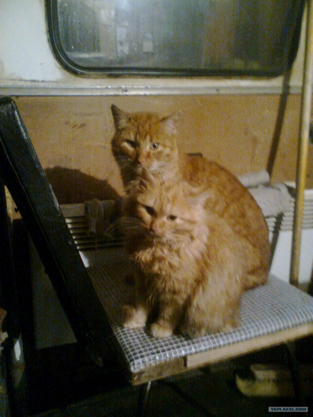 Котовторник (10.01.2012)