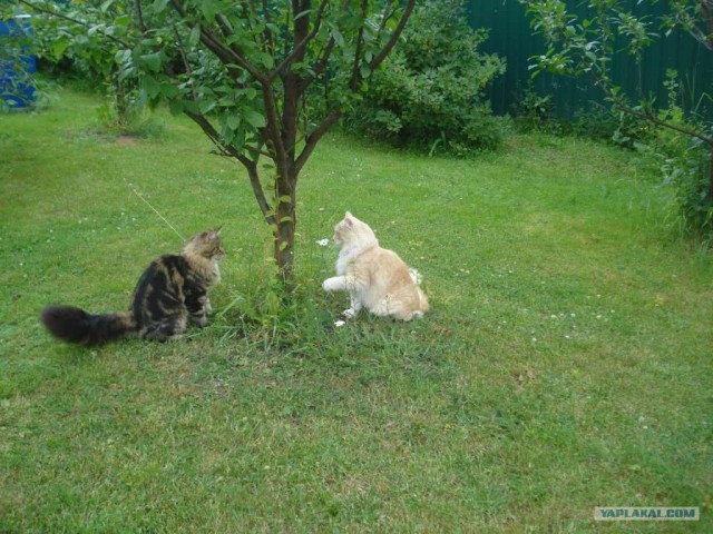 Котовторник (31.01.2012)