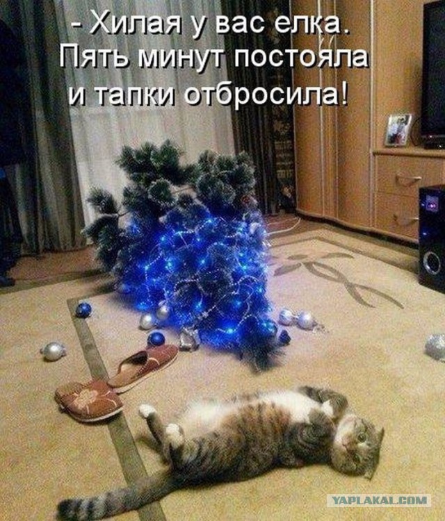 Котовторник 18.12.2018