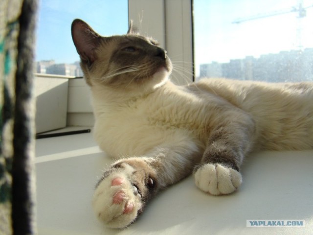 Котовторник! 13.03.2012