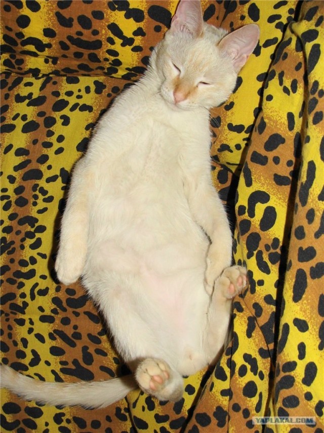 Котовторник 1 мая 2012