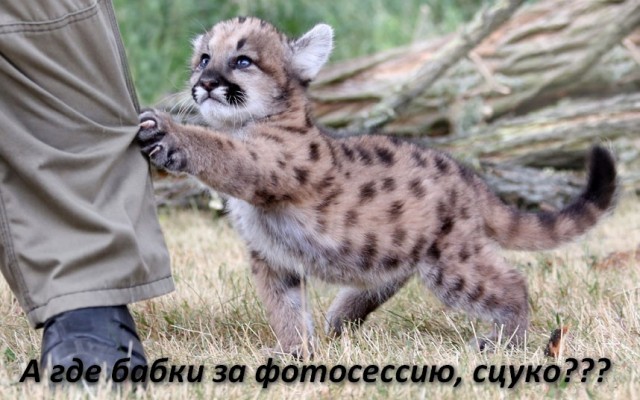 Маленькая пума на первой прогулке