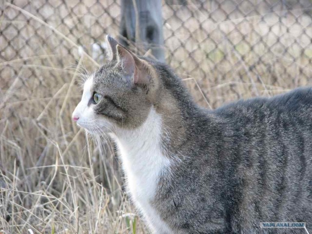 Котовторник на 26.06.12