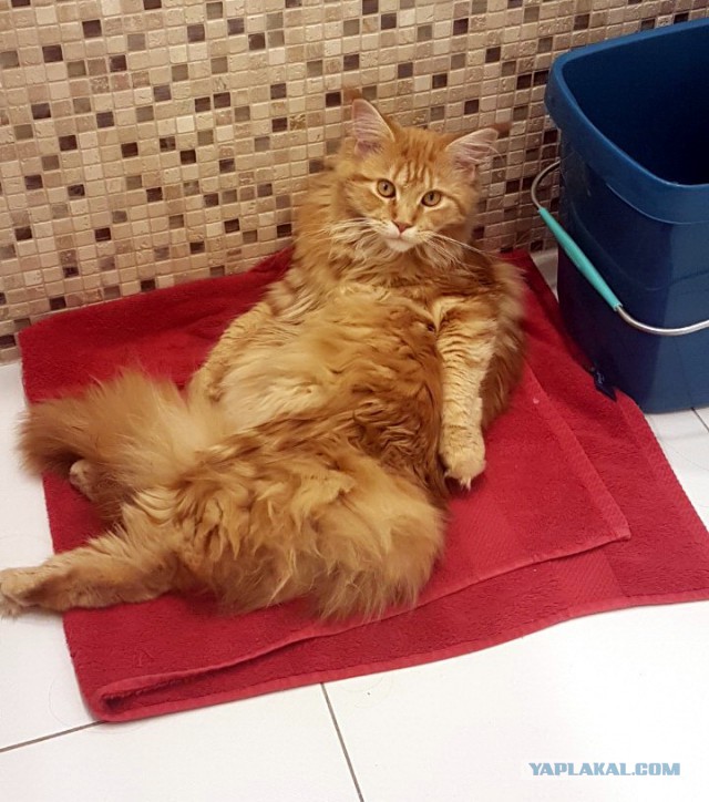 Картинки с котами и про котов