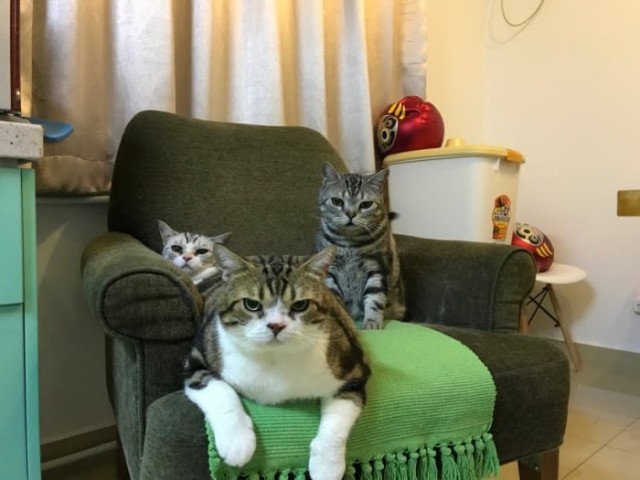 Забавные фото котеек