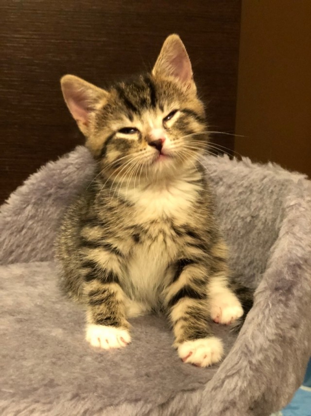 Забавные фото котеек
