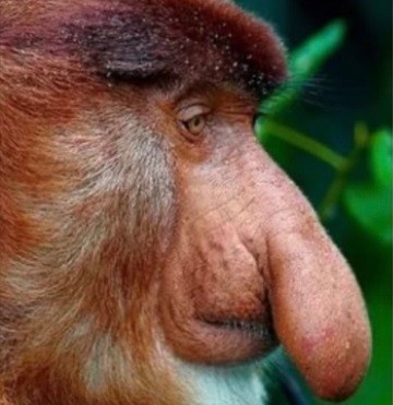 Кирилл «Руки-Базуки» Терешин снялся в порно